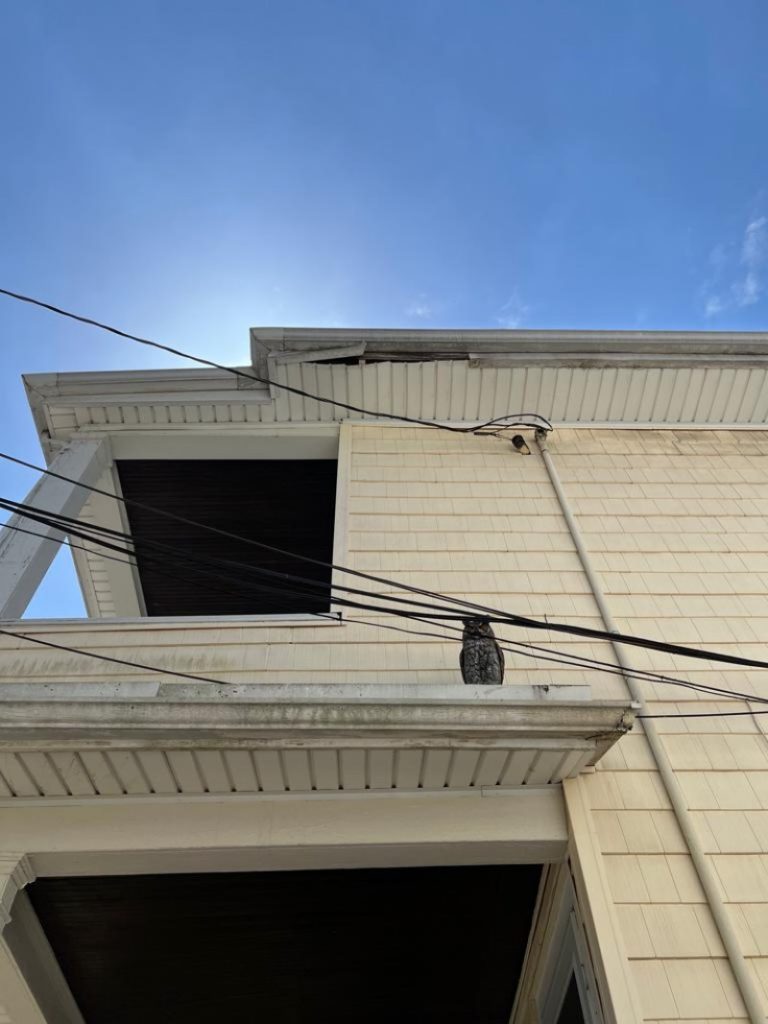 Damaged Roof Repair